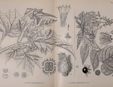 Disegno botanico di Datura Stramonium