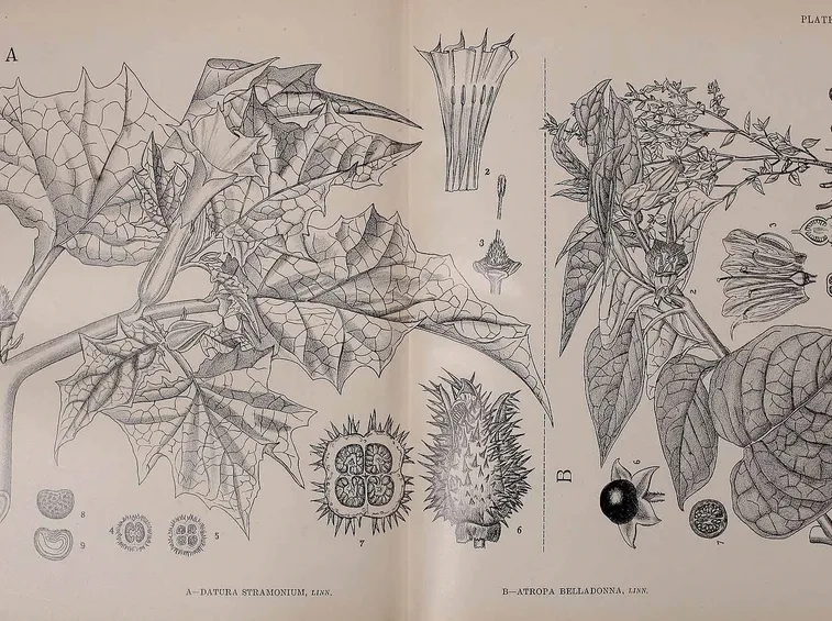 Disegno botanico di Datura Stramonium