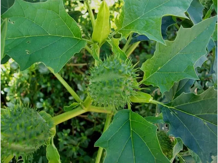 Il frutto dello stramonio