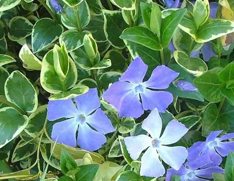 Vinca major variegata