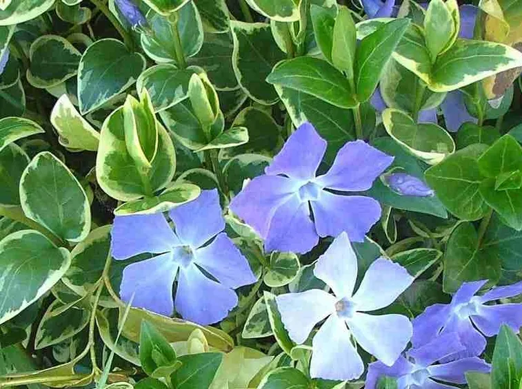 Vinca major variegata