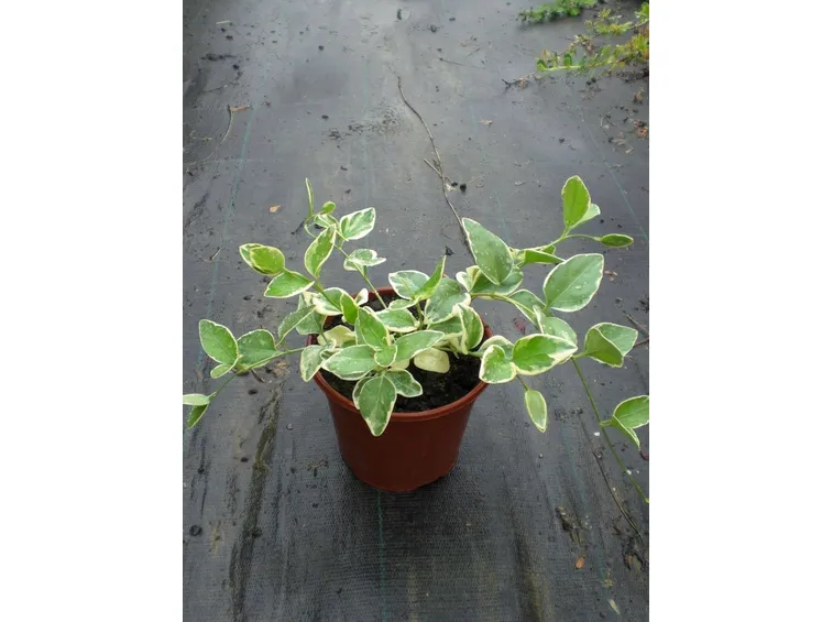 Vaso di vinca major