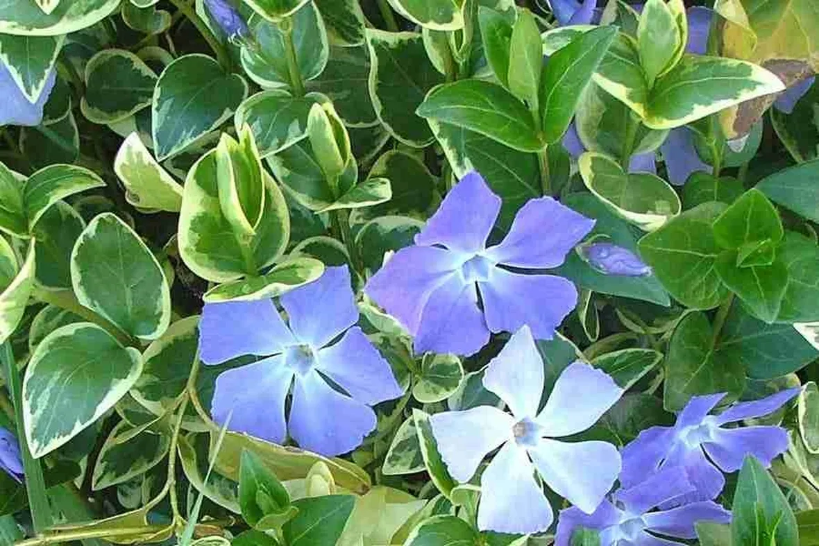 Vinca major variegata