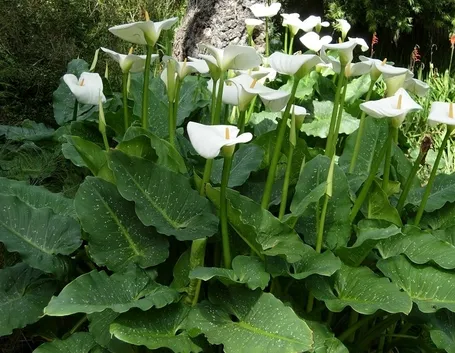 Zantedeschia pianta