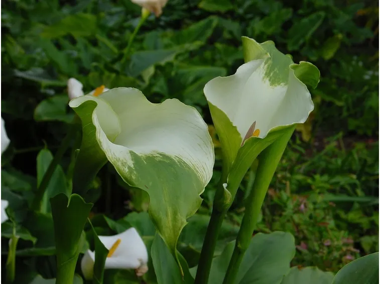 Fiore zantedeschia aethiopica