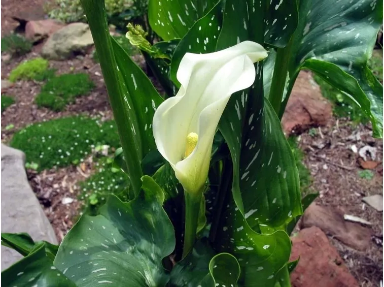 Fiori giglio del nilo