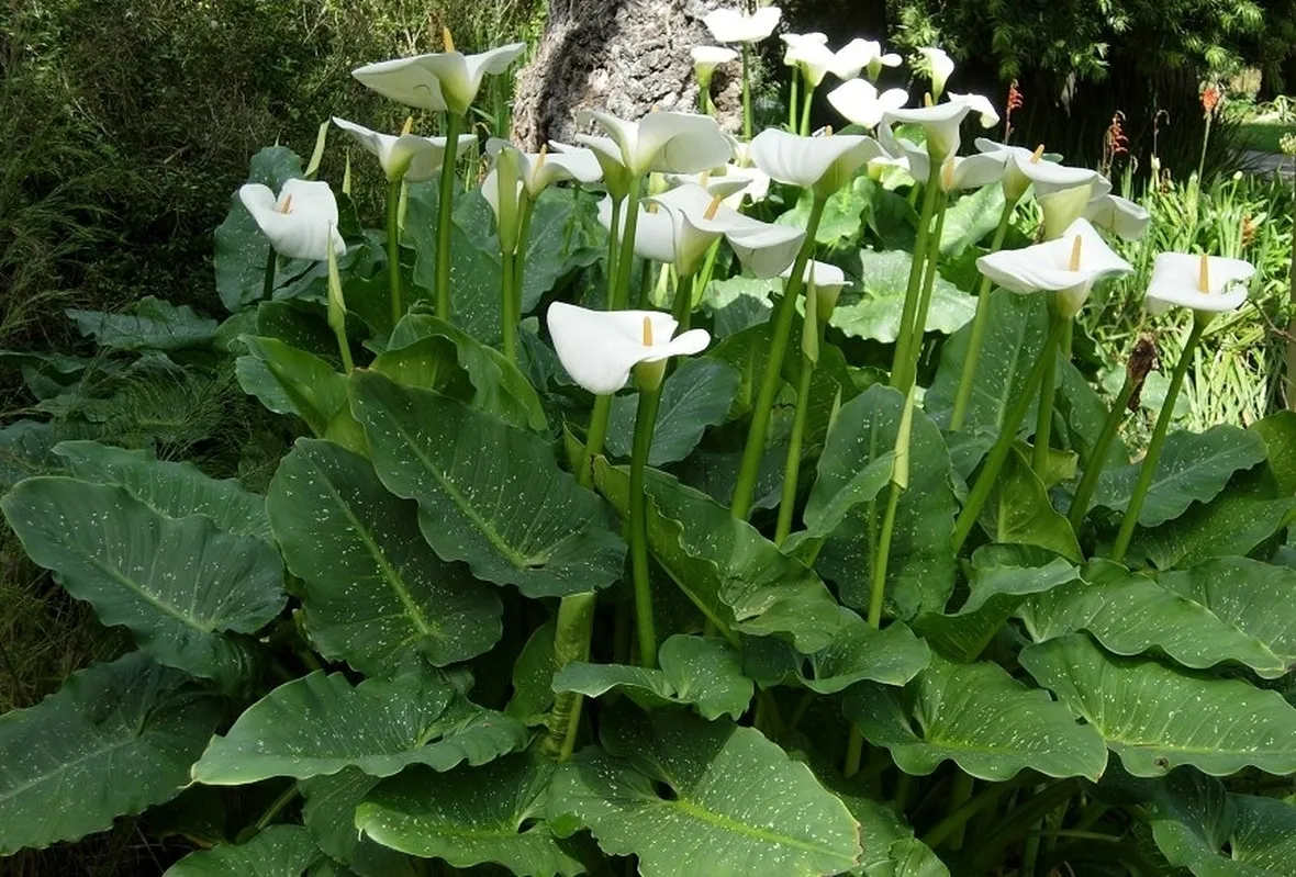 Zantedeschia pianta