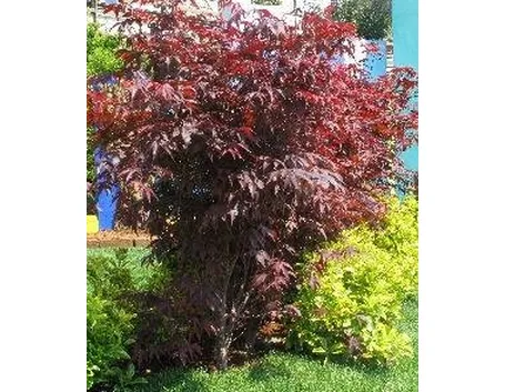 pianta da giardino facile