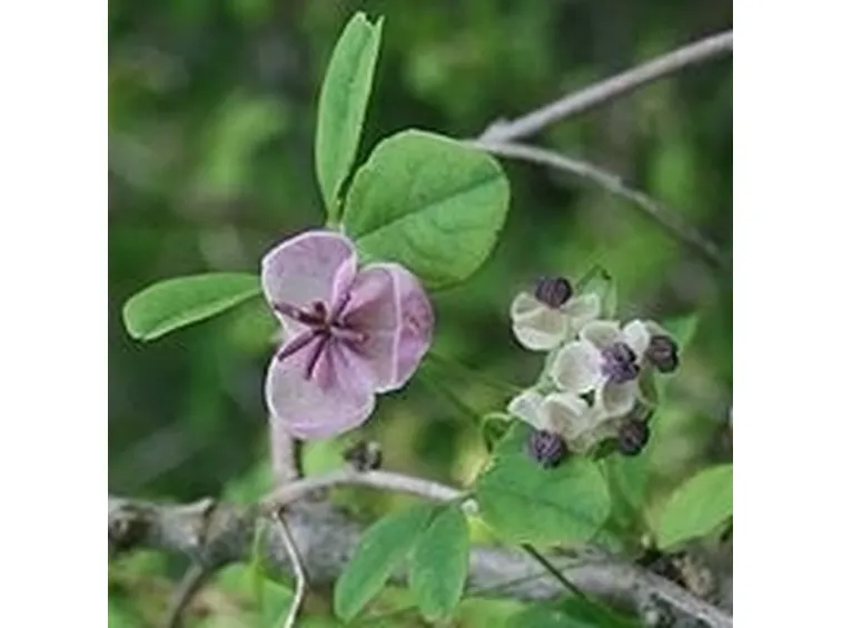 Akebia quinata