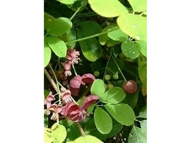 Akebia quinata2