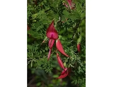 Becco di pappagallo (Clianthus puniceus)