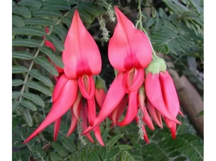 Becco di pappagallo (Clianthus puniceus)2