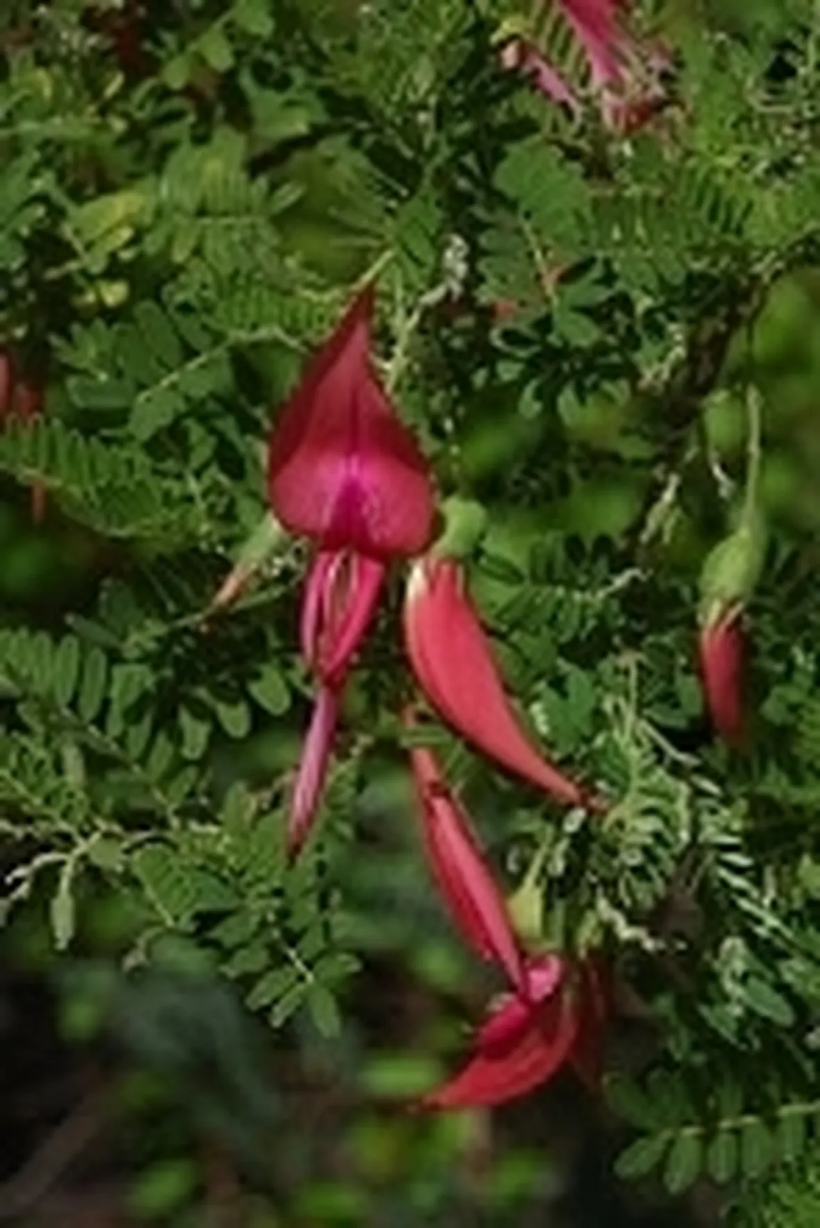 Becco di pappagallo (Clianthus puniceus)