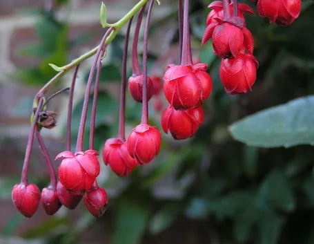 Berberidopsis corallina