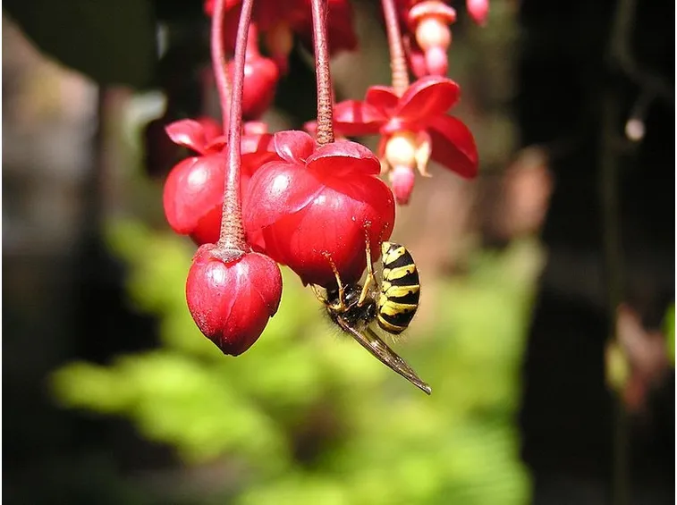 Berberidopsis corallina2