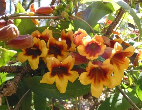 Bignonia (Campsis radicans)