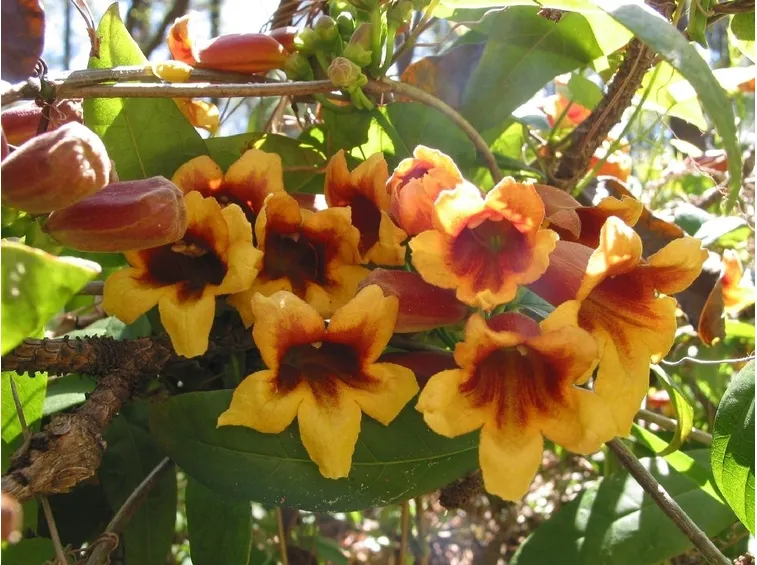 Bignonia (Campsis radicans)