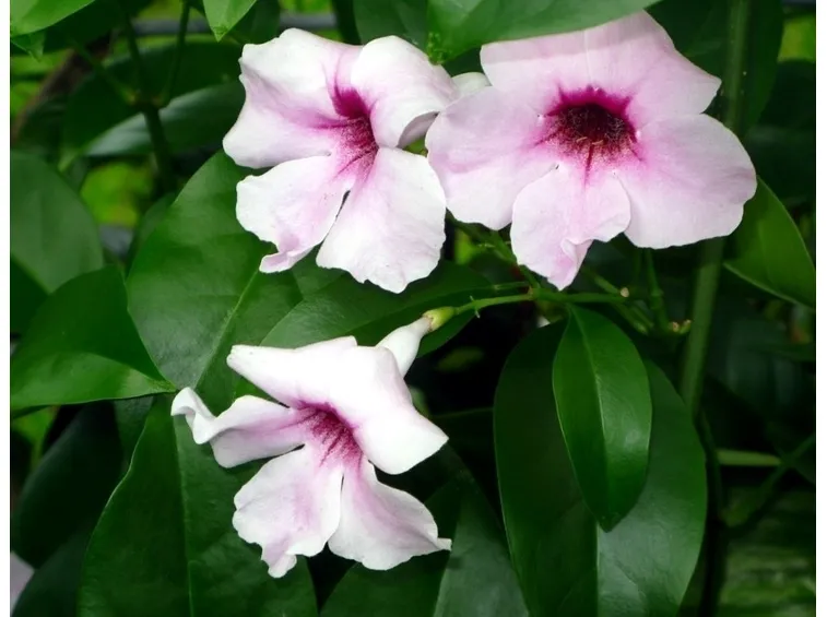 Bignonia jasminoides
