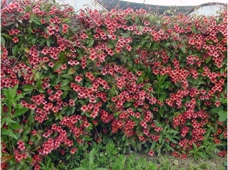 cespuglio bignonia
