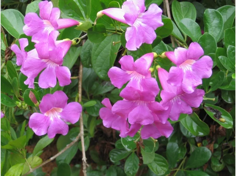 bignomia rosa