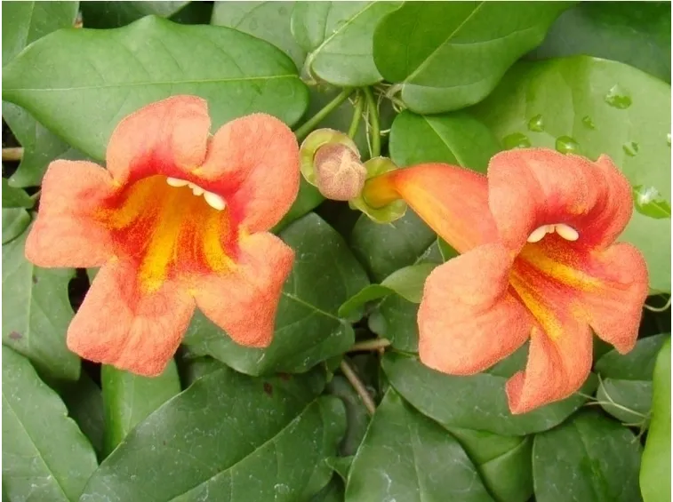 fiore bignomia