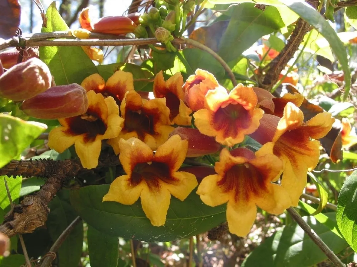 Bignonia (Campsis radicans)