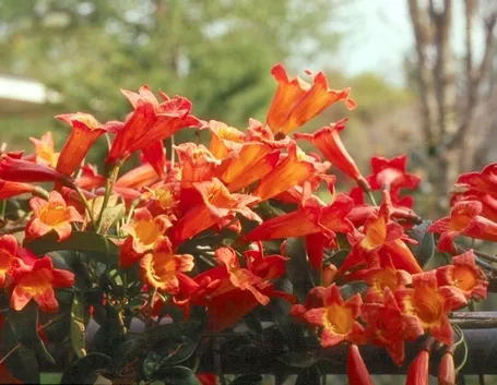 Bignonia pianta
