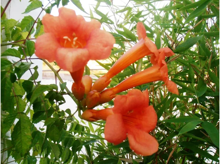 Pianta bignonia fiorita