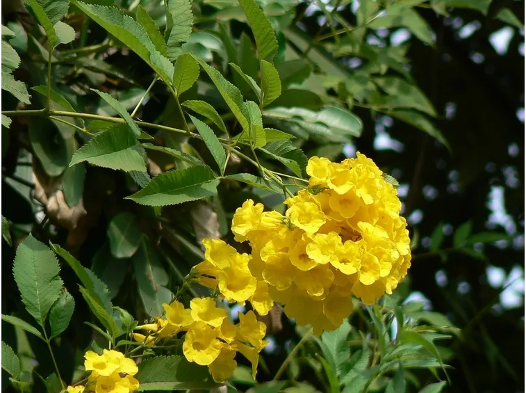 Esposizione pianta sempreverde
