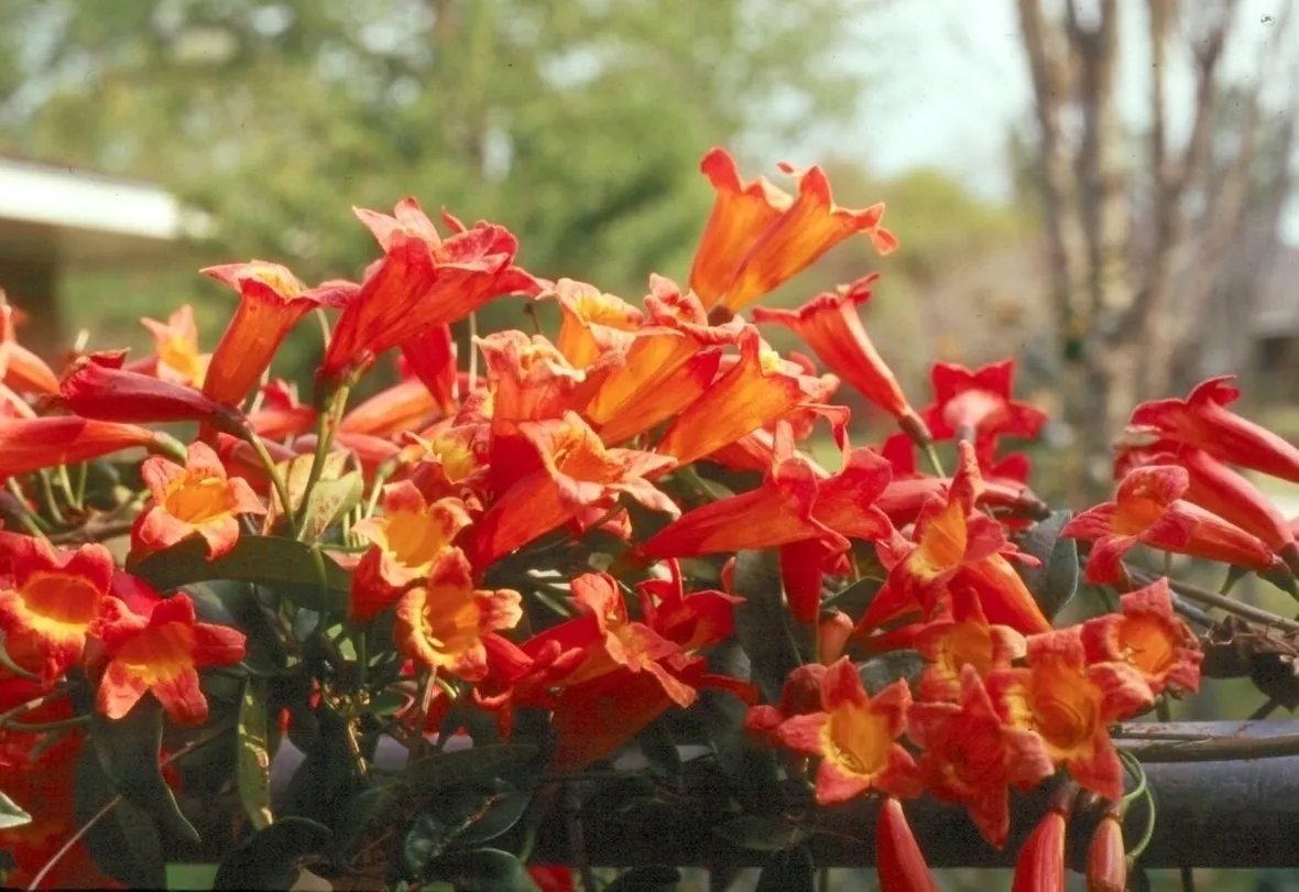 Bignonia pianta