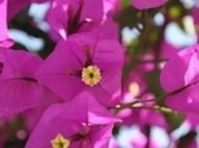 Bougainville2