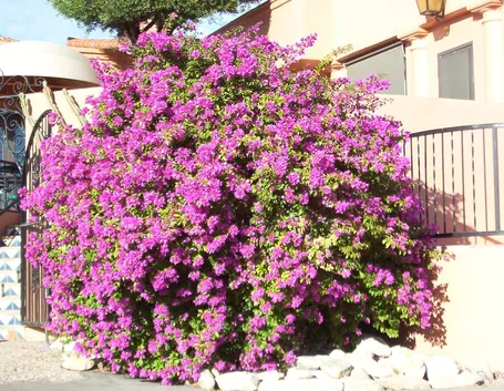 Irrigazione della Bouganville