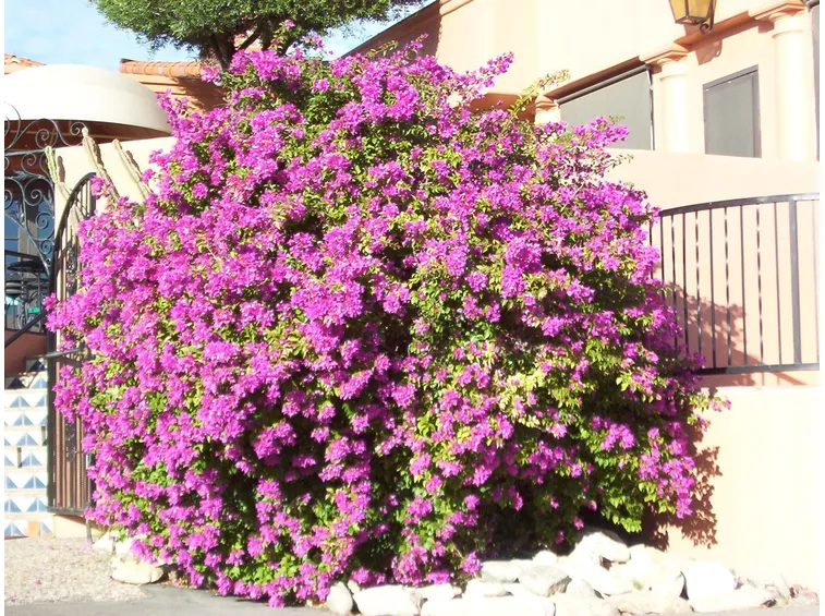 Irrigazione della Bouganville