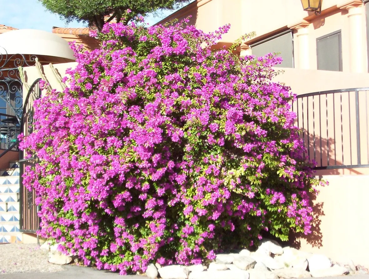 Irrigazione della Bouganville