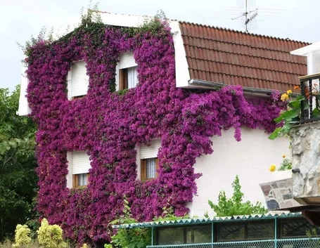 Casa ricoperta di bouganville