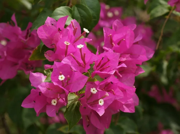 Fiori di bouganville