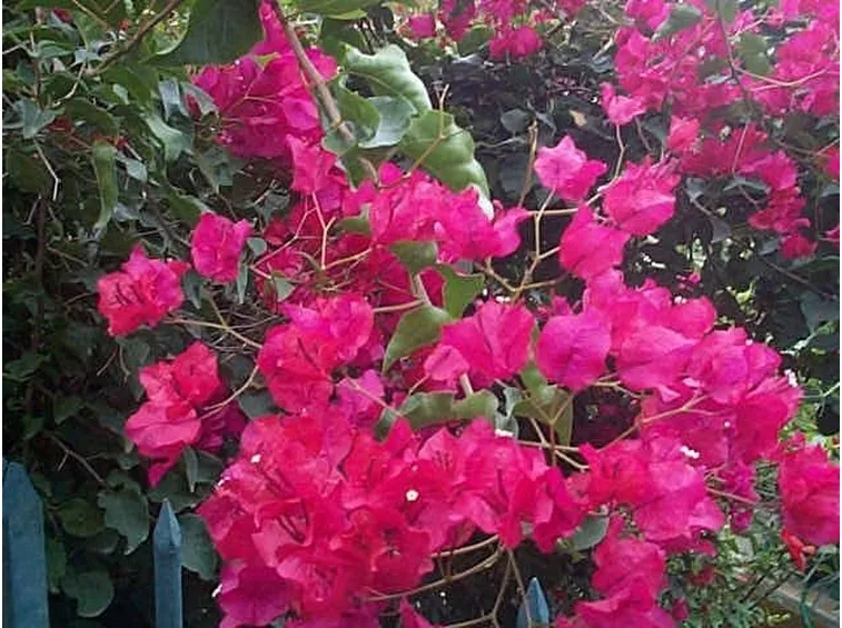 Fiori di bouganville