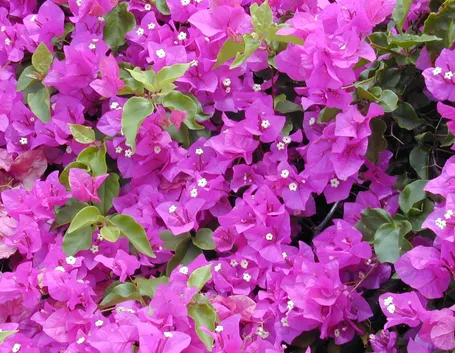 Bouganville