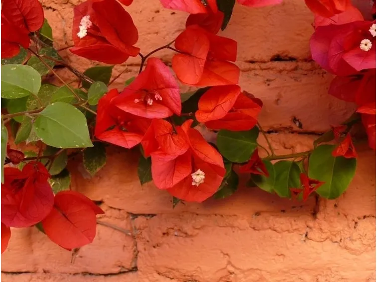 Bouganville a fiore rosso