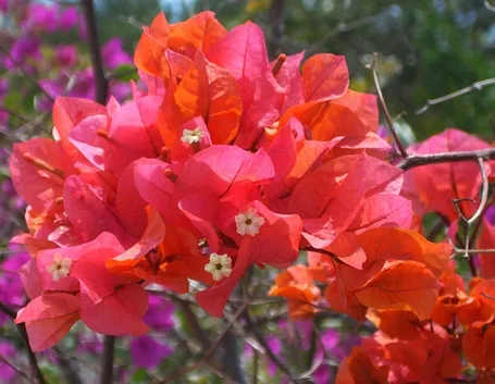 bouganville buttiana