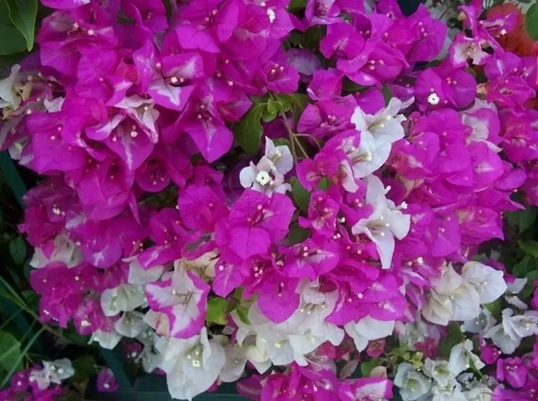 bouganville variegata