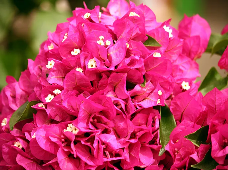 bouganville rotana