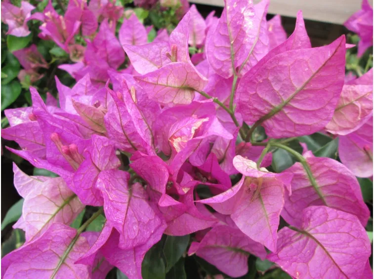 bouganville sanderiana