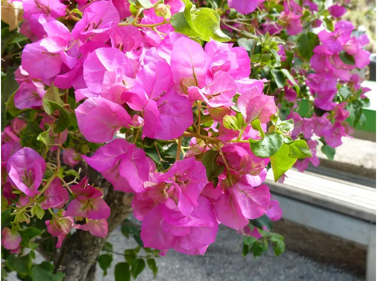 bouganville