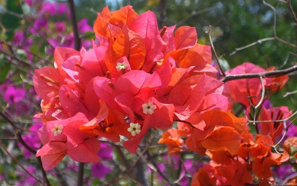 bouganville buttiana