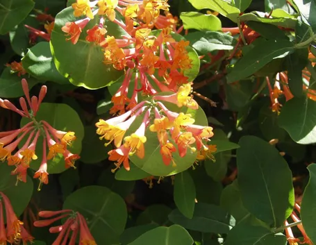 Caprifoglio (Lonicera)