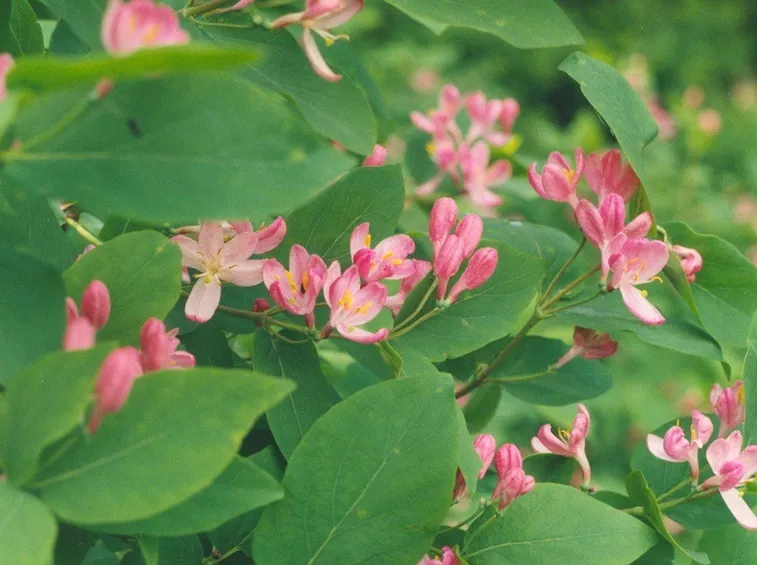 Lonicera tatarica