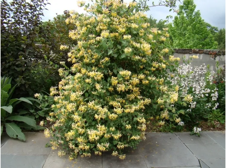 Lonicera etrusca superba