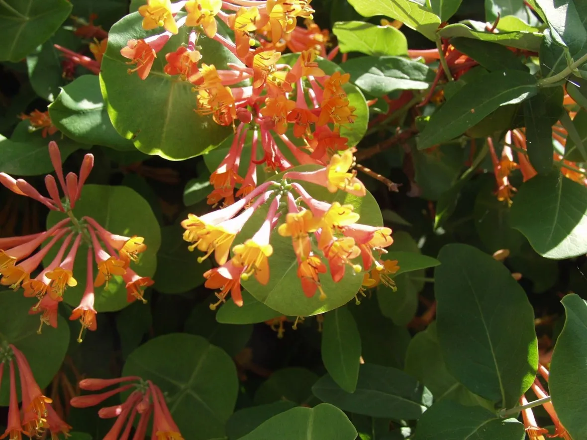 Caprifoglio (Lonicera)