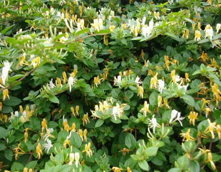 Caprifoglio del Giappone